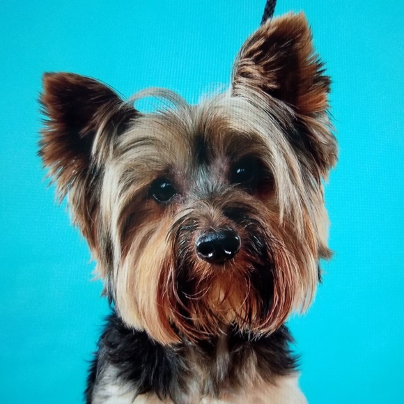 Meet your Posher, Deborah - Picture 1 of 1